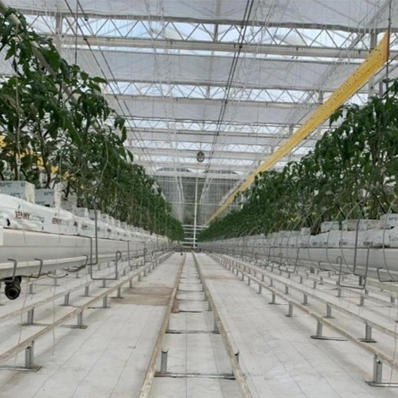 Hanging-type cross-shaped cultivation trough system for tomatoes and other Solanaceae crops